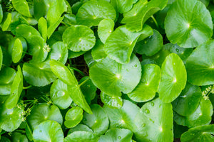 No B.S. Goodness: Gotu Kola