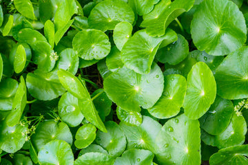 No B.S. Goodness: Gotu Kola