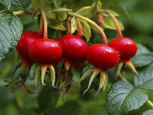 rose hip oil no bs