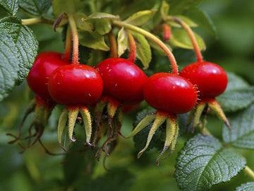 rose hip oil no bs