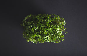 No B.S. Goodness: Garden Cress Extract